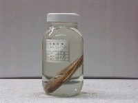 藏品(黃衣錦魚)的圖片